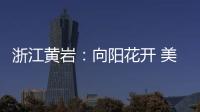 浙江黄岩：向阳花开 美景如画